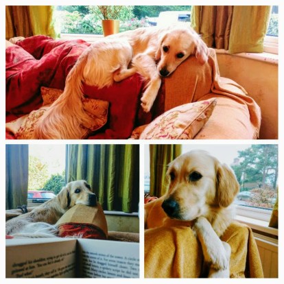 20161218_172342-collage